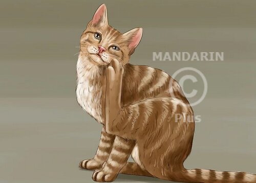 koshka-cheshetsya кошка чешется